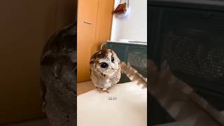 Owl #cute #owl #animals