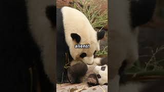 The Secret Life of Giant Pandas! 🐼 #YouTubeShorts #ViralAnimals #EcoHeroes #TrendingNow