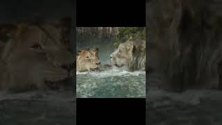 Attitude Mufasa#viralvideo #viralshort