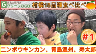 柑橘18品種食べ比べ！ ＃1  ニンポウキンカン 青島温州 寿太郎 / 18