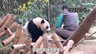 辉宝要给自己失去的热度重新赢回来