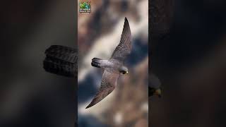 Predator vs Prey How Birds of Prey Adapt