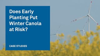 Does Early Planting Put Winter Canola at Risk? Key Insights for Growers