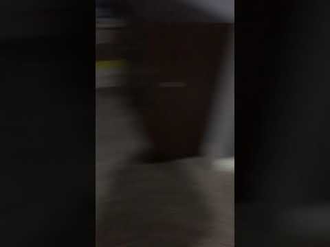 Dog in basement