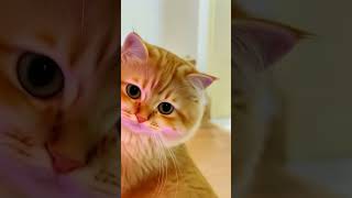 😎😁#cats #cat #catlover #cutecat #cuteanimal #kitten #kittycat #kitty #catvideos #catshorts