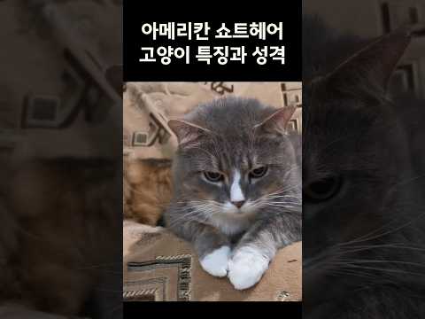 아메리칸 쇼트헤어 고양이 특징과 성격에 대해 알아보자 #고양이 #cat #catlover #냥이 #cute #cutecat ##pets #animals