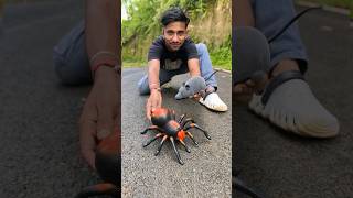 Mouse toy vs rc spider toy short video