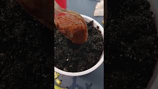 03/13/2024 mysteries of the garden #sprout #garden #growingherbs  #organic #growingvegetables