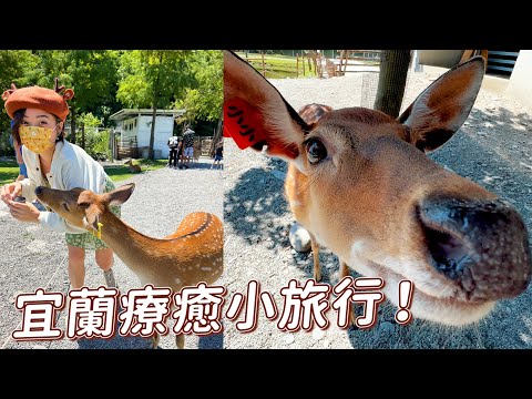 滿滿的小鹿斑比！宜蘭療癒小旅行！斑比山丘、貓的生活提案、飛魚食染鹽滷豆花、靈感青年旅宿、清溝夜市 | 金魚腦Goldfish Brain