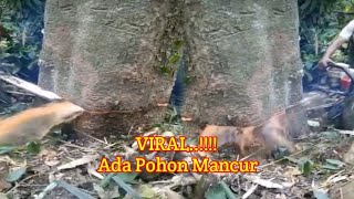 VIRALL...!!!! ADA POHON YANG DI TEBANG MENGELUARKAN AIR SANGAT BANYAK