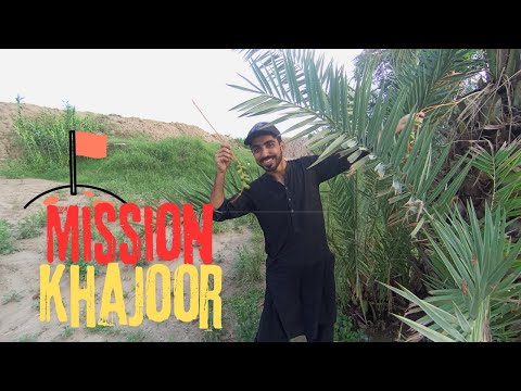 Jungle Mein Khajoor Ka Hungama 🌴🔥 | Real Life Desi Adventure!