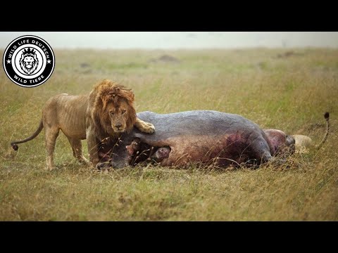 Wild Rhythm – Exploring the Mysterious Okavango #Wildlife | Wild Life Germany