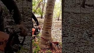 stihl 070 tebang pohon kelapa #dekarichanel #stihl070 #chainsaw #stihl