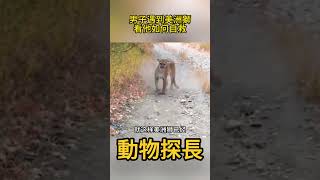 男子遇到美洲獅，看他如何自救 #動物世界 #美洲獅
