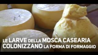Il casu marzu - formaggi coi vermi sardo - Gino Ladu