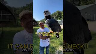 The Harpy Human Size Eagle.