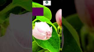 Best Fertilizers for Maximum Crop Yield 🌱💯
