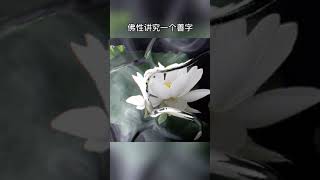 "佛"禅心安便是归处"佛语禅心