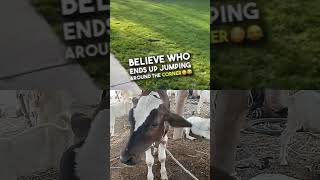 #cowsgomoo #moocow #cow #cowmooing #animals # at my beautiful village