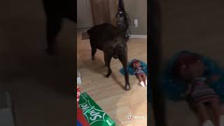 Hilarious Dog Antics: Headband Mishap Leads to Playful Chaos#dogantics #funnydogs