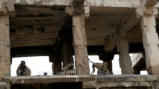 Gray Langurs : Monkey kings of Hampi Ruins, UNESCO World Heritage Site