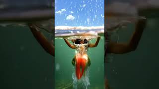 Funny #lifestyle #vidanoseua #diy #diylife #foryou #foryourpage #viralshort