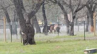 Kalli & Tign join the herd