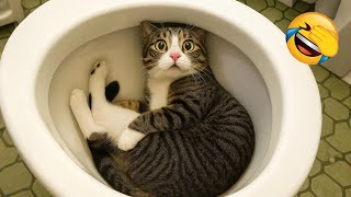 笑ったら負け 😂 おもしろ動物動画2025 😅 パート8