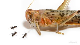 Ants vs Giant Desert Locust Timelapse