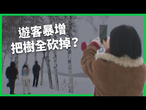 超越旅遊極限把樹全砍掉？遊客暴增物價飆漲又擾民！日本如何應對無止盡遊客潮？ 【TODAY 看世界】