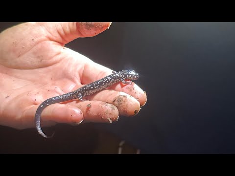 Northern Slimy Salamander and more!