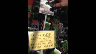 達摩七里香  懸崖式栽法 2