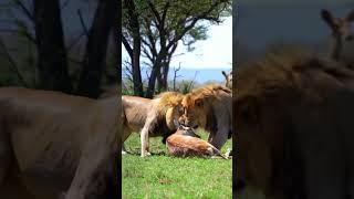 🦁 LION HUNTING DEER! 😱 Incredible Footage! 🌳 #LionHunt #WildlifeDocumentary #NatureIsBrutal