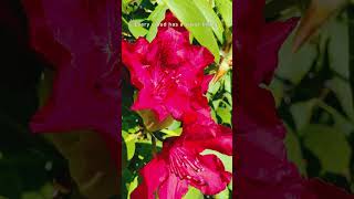 #flowers #shortvideo #shorts #4khdr #4k #nature #زهور #امثال #تريند #proverbs #fyp