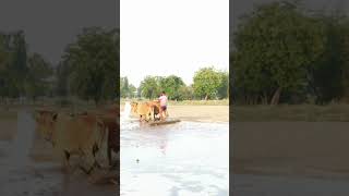do deh trending song shoot on DJI drone camera #droneworld #trendingshorts #shorts #feed #mcstan