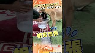 搜救犬PK憋氣比輸超困惑! 抓包訓練員「偷呷步」氣炸狂吠｜TVBS新聞@TVBSNEWS01