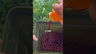 How To Improve Your Boilies - Carp Fishing