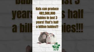 Rat Fact