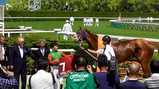 シゲルヒノクニと植野騎手、京都ハイジャンプの口取り。現地映像、京都競馬場