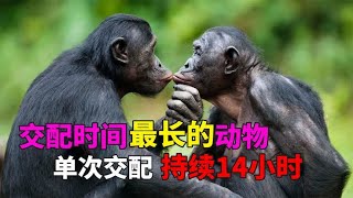 交配时间最长的动物 - 交配动物 - 动物的交配时间是多长？| 动物世界