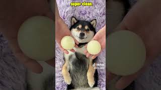 🐕 5 Wild Shiba Inu Facts You Didn’t Know!