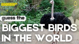 Name the World's Largest Birds! #quiz #birds #guesswhat