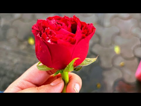 दोस्ती का जादू । हिंदी कहानियाँ । मजेदार कहानियाँ । जादुई कहानी । बच्चों की कहानियाँ । सुनो और सीखो।