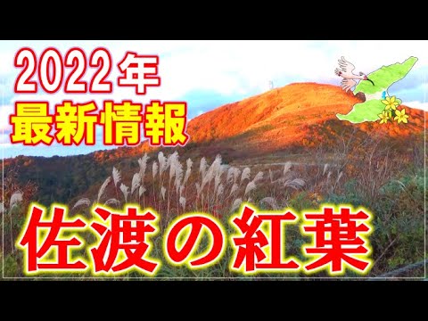 佐渡の紅葉 2022年最新情報！大佐渡スカイライン（白雲台＆乙和池）