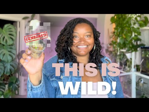 RARE HOUSEPLANT HAUL! + White Monstera Monster & Yellow Marilyn Surprise Haul