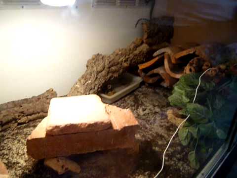 kimberley rock monitor update