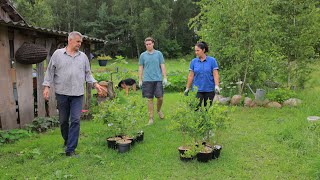 The whole family plants blueberries, then cooks dinner | Murka brought her kittens