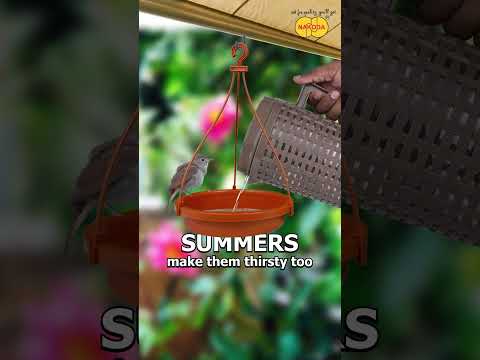 Even our feathered friends need a little summer care.