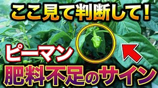 [No leaving it unattended] Three signs of bell pepper fertilizer deficiency! Check here for an in...