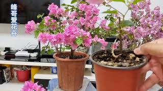 分享让三角梅小苗快速长大、长出漂亮形状的管理和修剪方法！